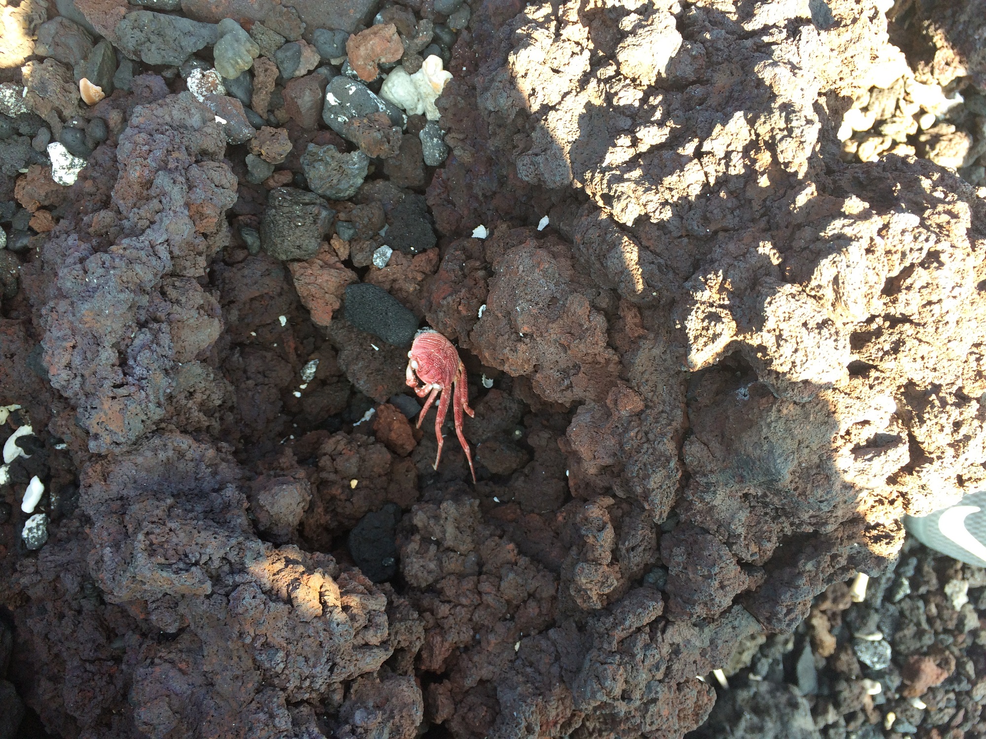 Photo from Ke-awa-iki Beach in Hawaii, image 17