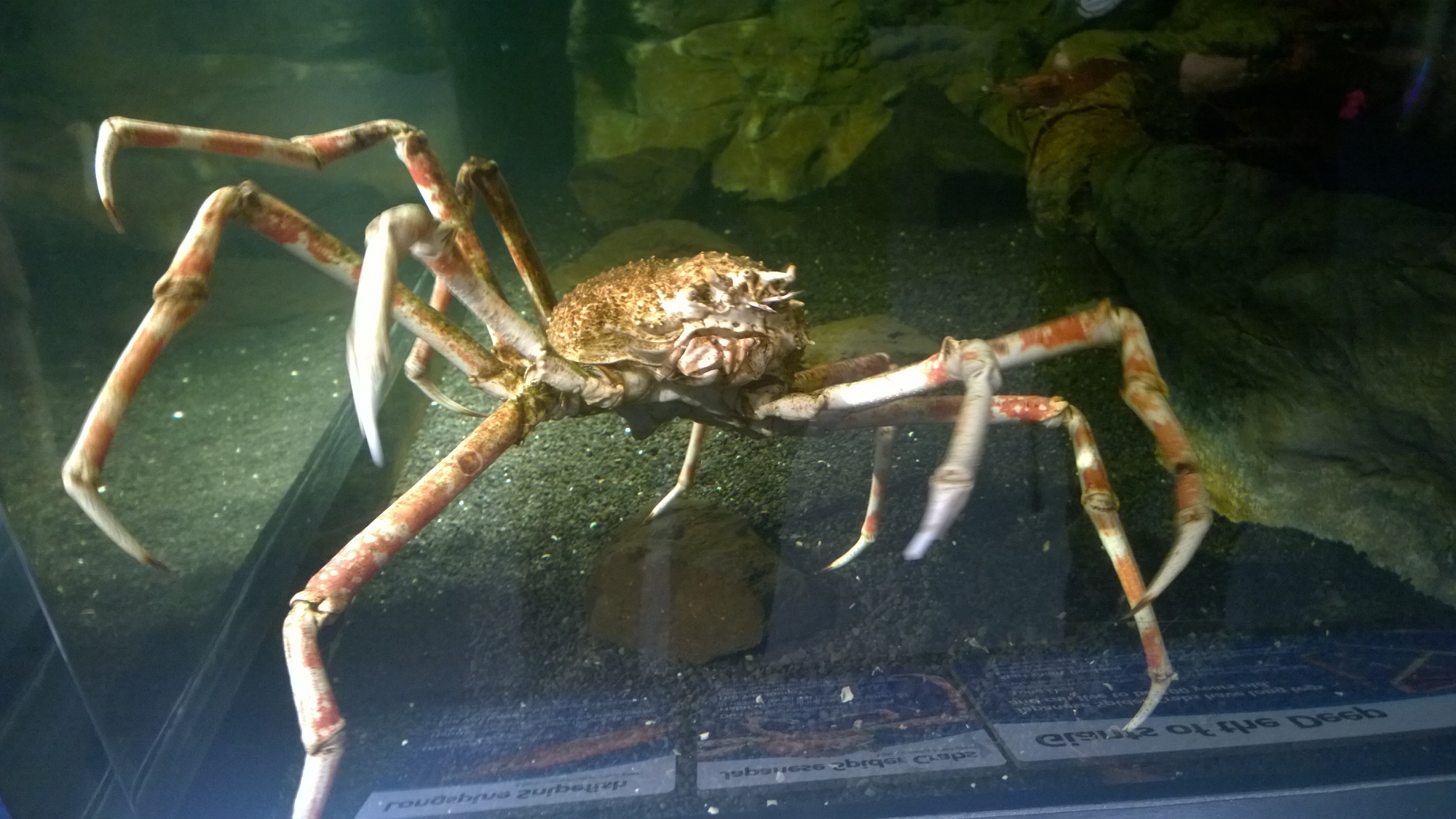 Cover for Newport Aquarium (2015)