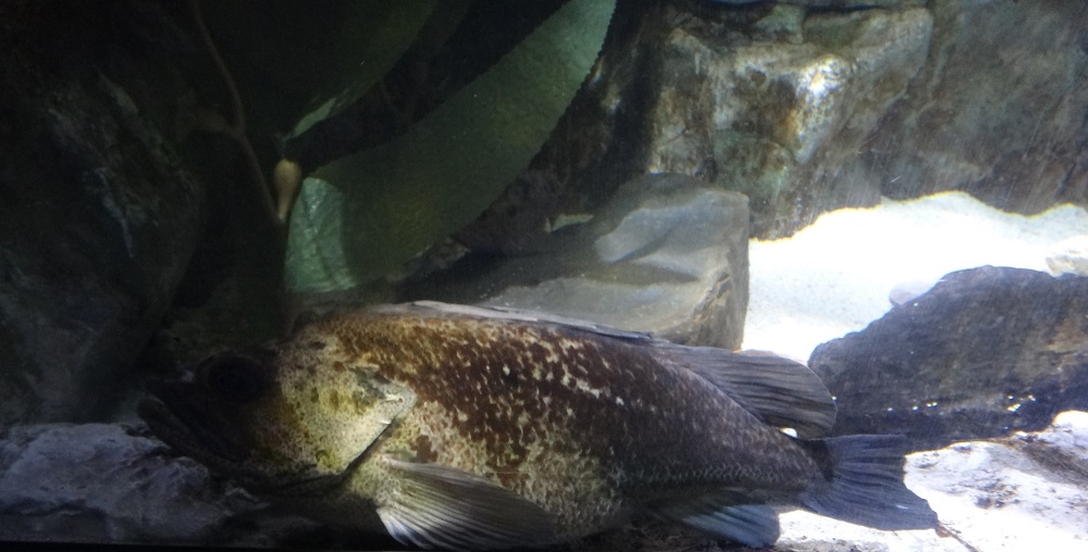 Newport Aquarium 2016