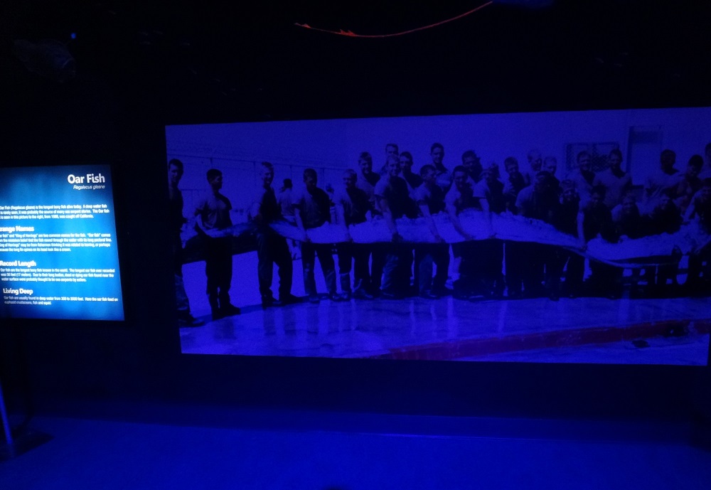 Newport Aquarium 2016