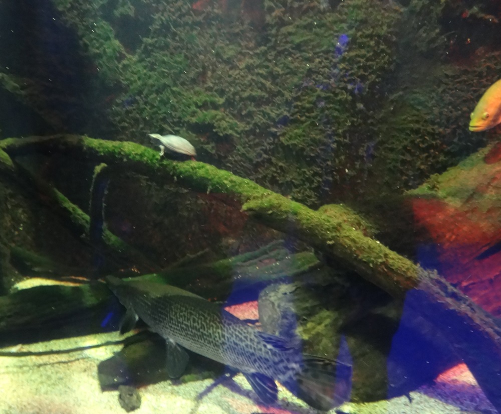 Newport Aquarium 2016