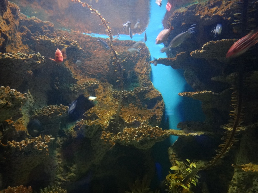 Newport Aquarium 2016