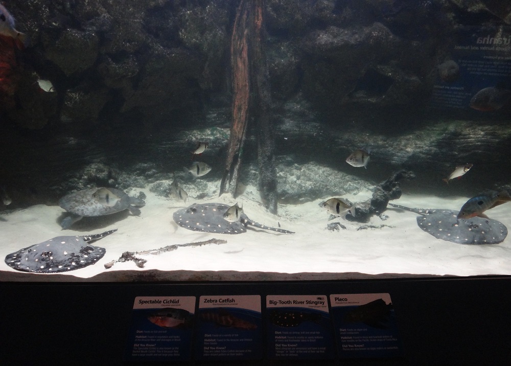 Newport Aquarium 2016