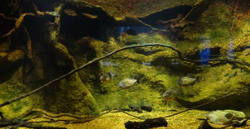 Newport Aquarium 2016