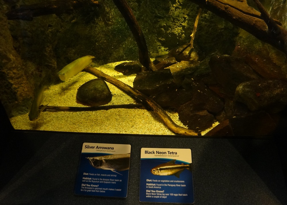 Newport Aquarium 2016