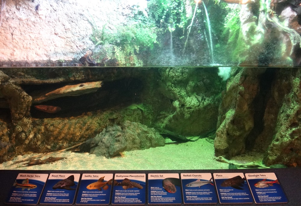 Newport Aquarium 2016