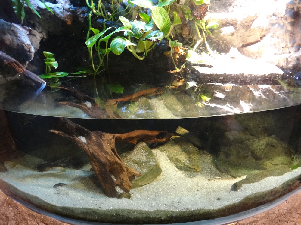 Newport Aquarium 2016