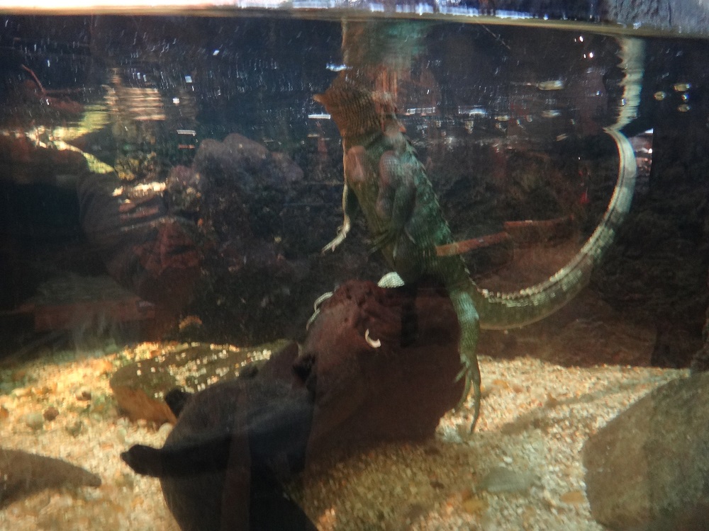 Newport Aquarium 2016