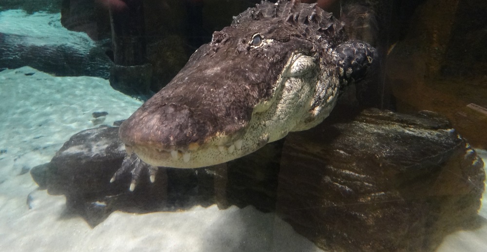 Newport Aquarium 2016