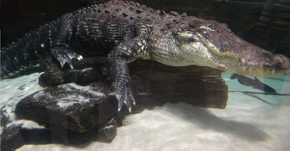 Newport Aquarium 2016