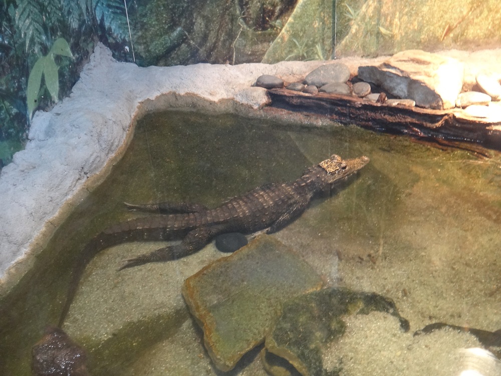 Newport Aquarium 2016