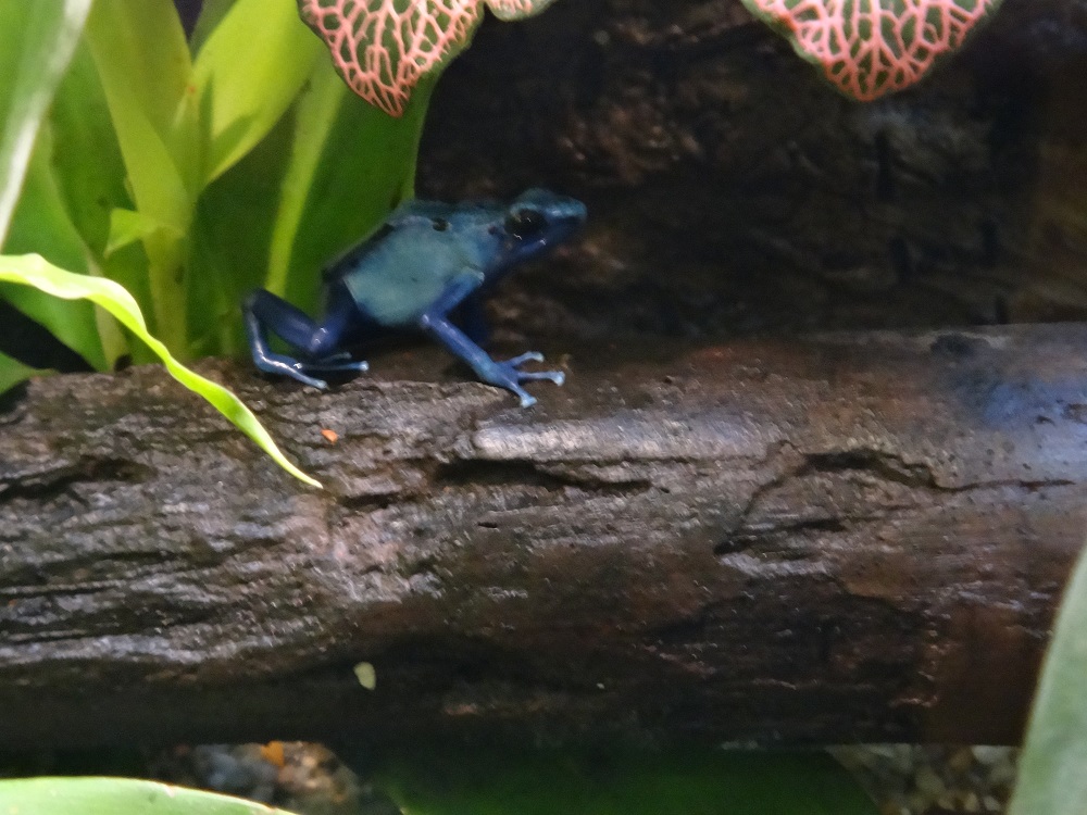 Newport Aquarium 2016