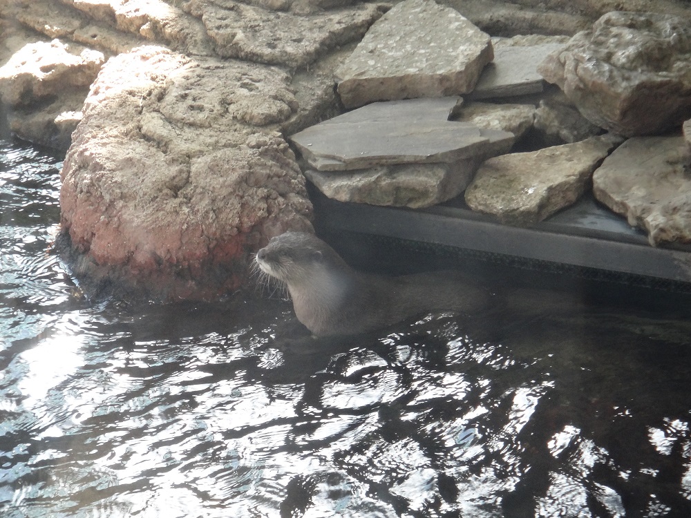 Newport Aquarium 2016