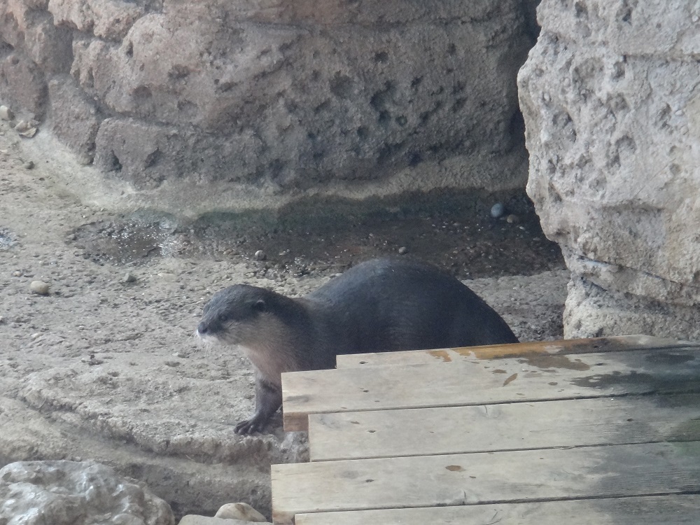 Newport Aquarium 2016