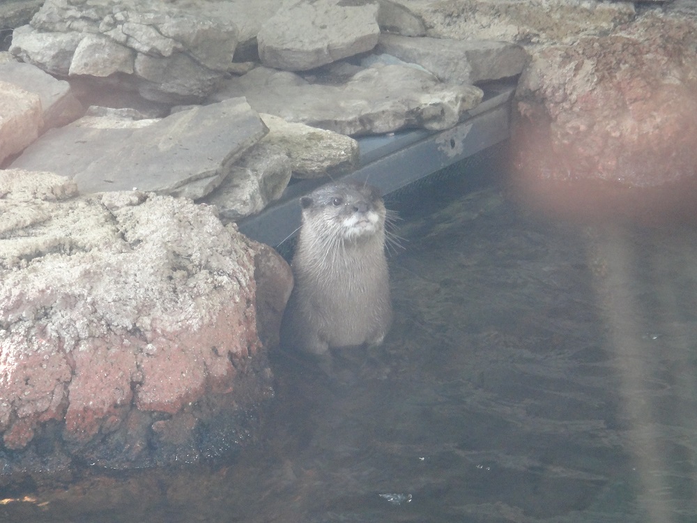 Newport Aquarium 2016