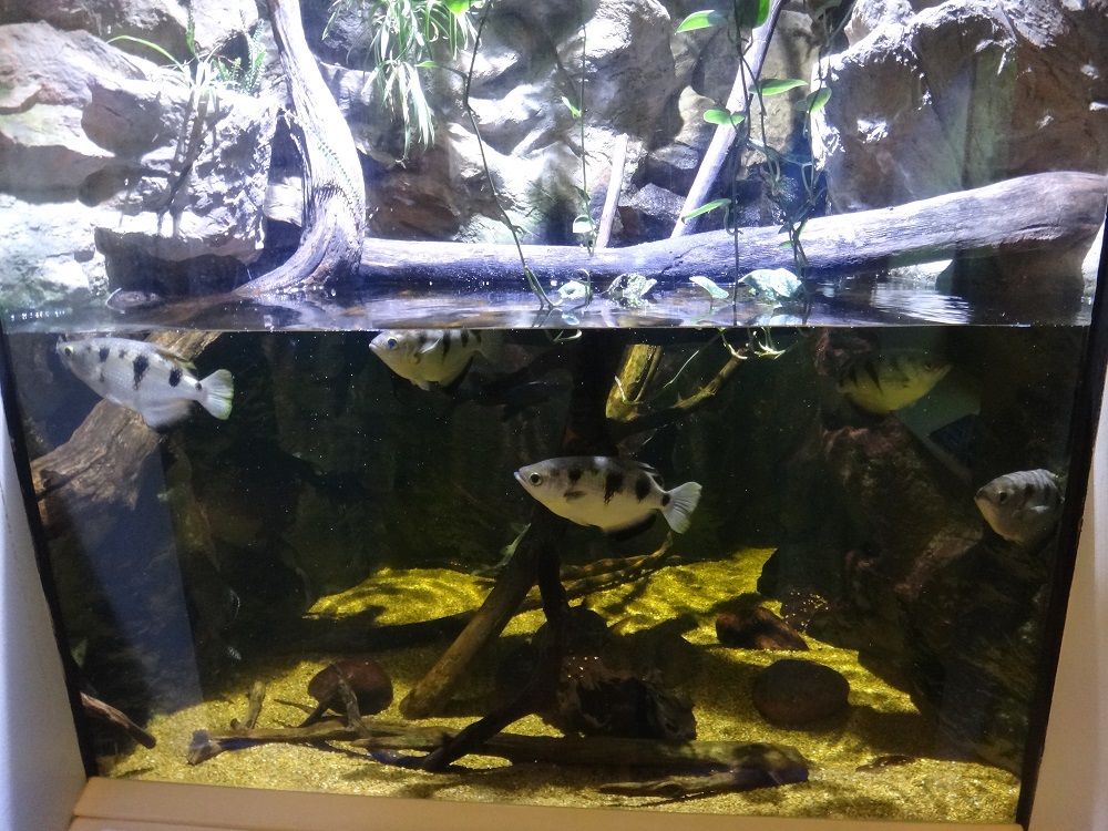 Newport Aquarium 2016