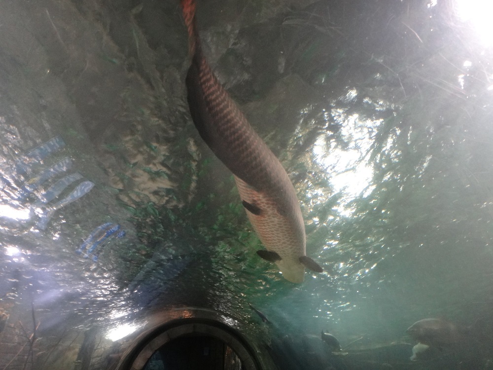 Newport Aquarium 2016