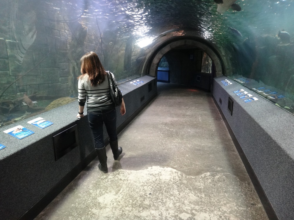 Newport Aquarium 2016