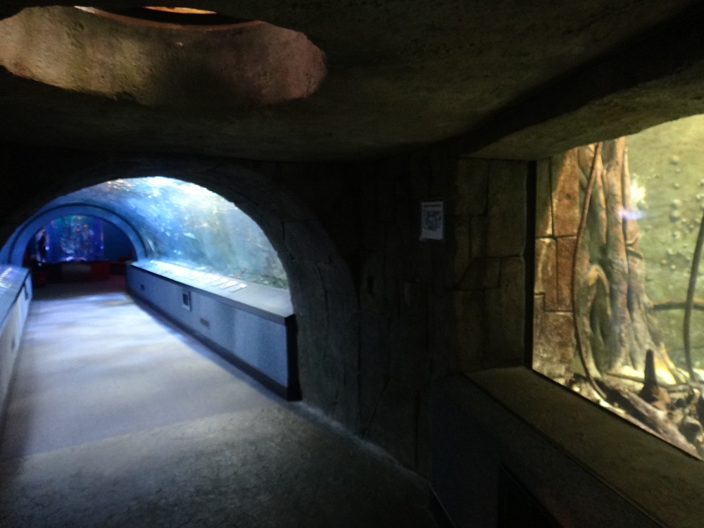 Newport Aquarium 2016