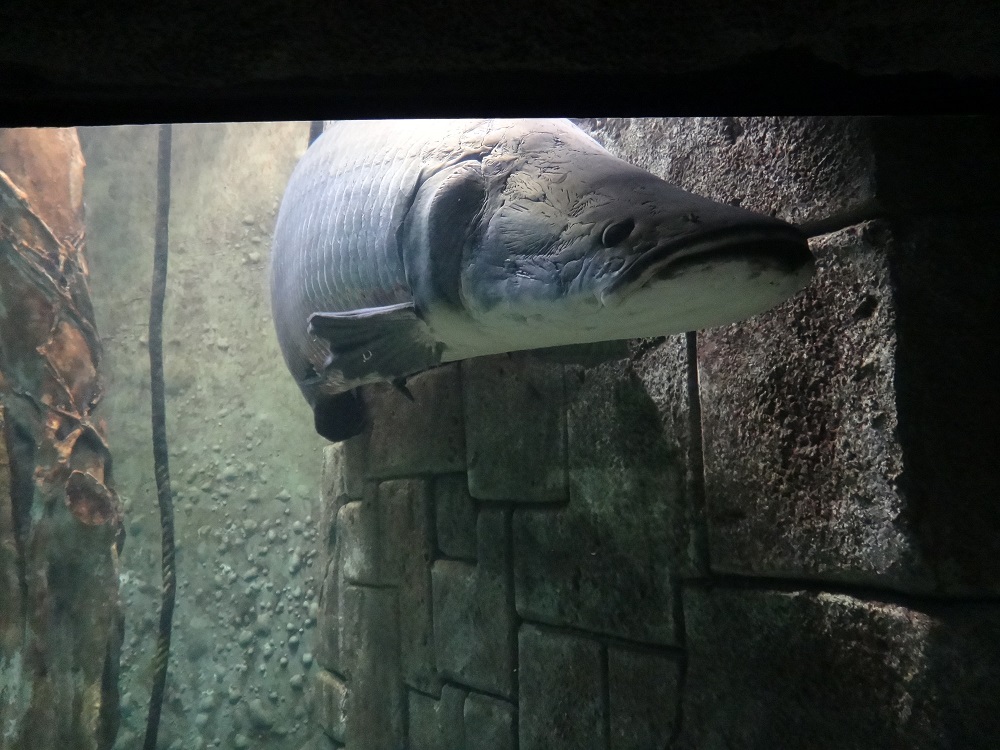 Newport Aquarium 2016