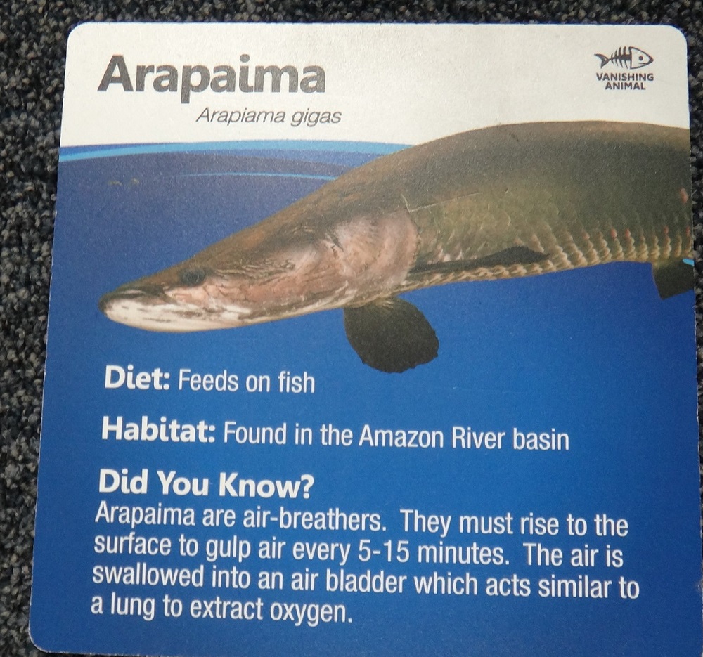 Newport Aquarium 2016