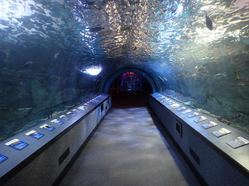 Newport Aquarium 2016