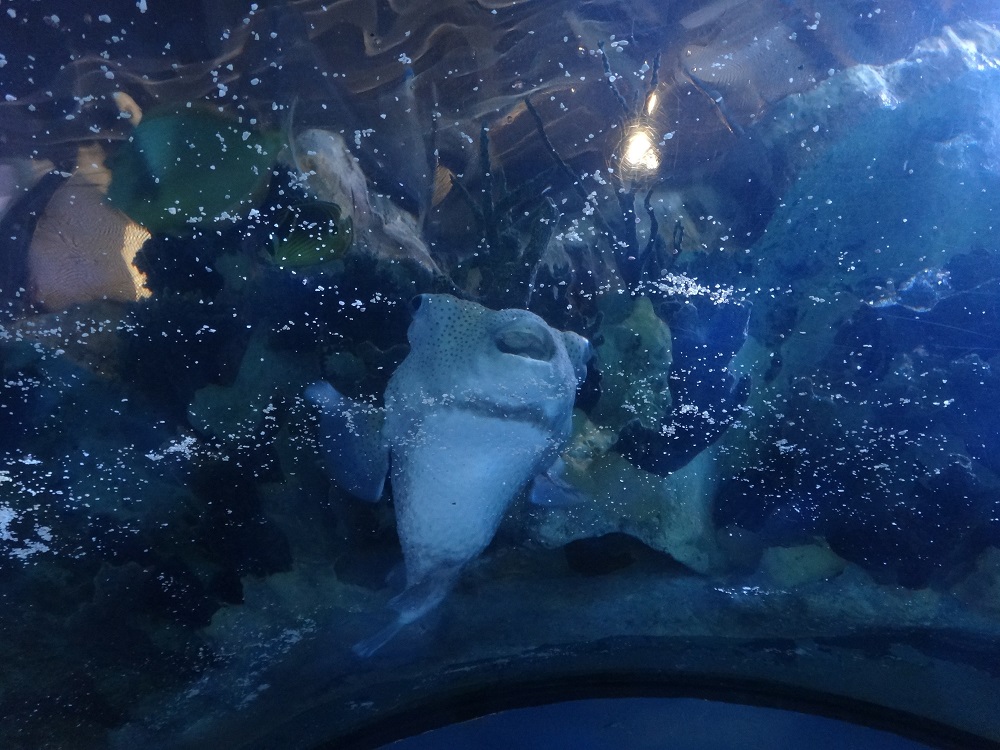 Newport Aquarium 2016