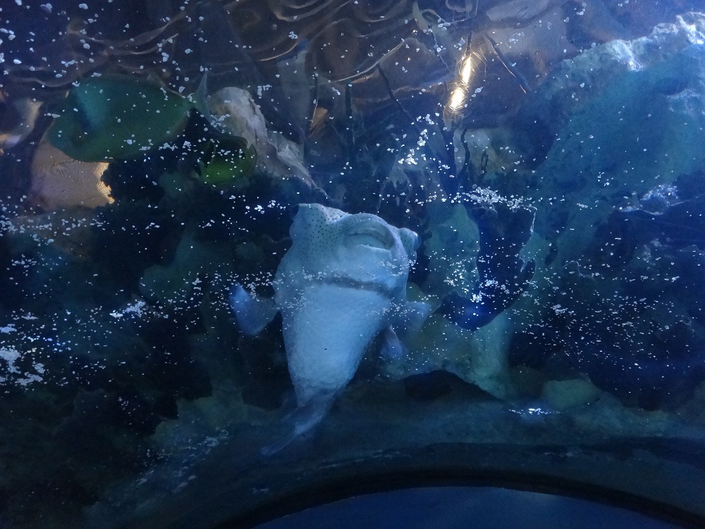 Newport Aquarium 2016