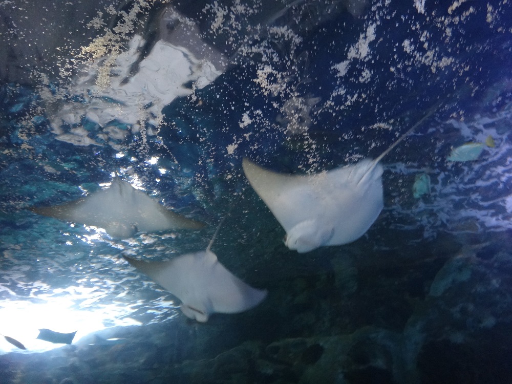 Newport Aquarium 2016