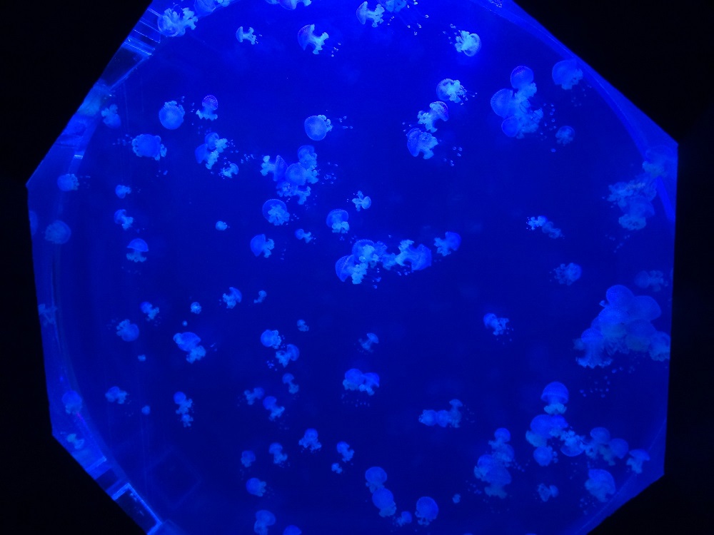 Newport Aquarium 2016