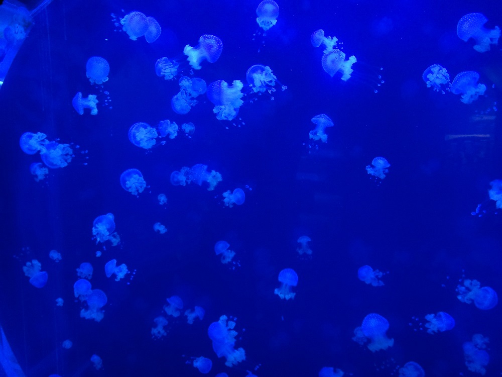 Newport Aquarium 2016