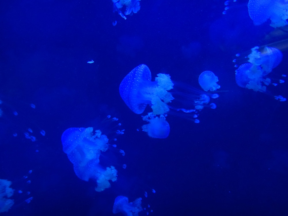 Newport Aquarium 2016