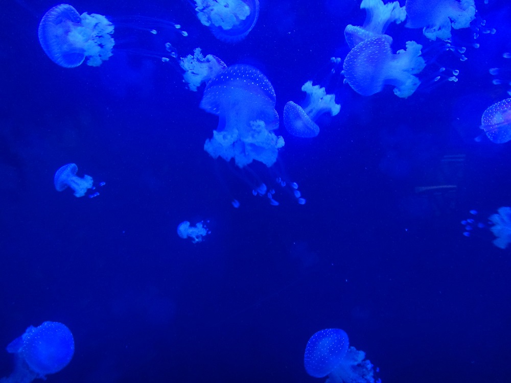 Newport Aquarium 2016