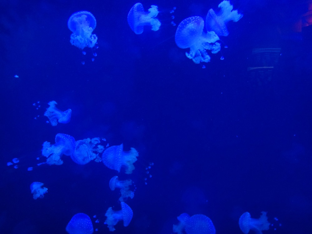 Newport Aquarium 2016