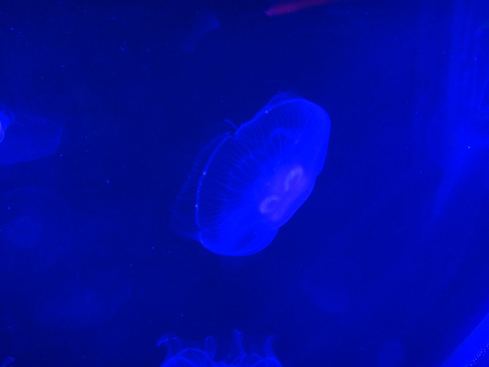 Newport Aquarium 2016