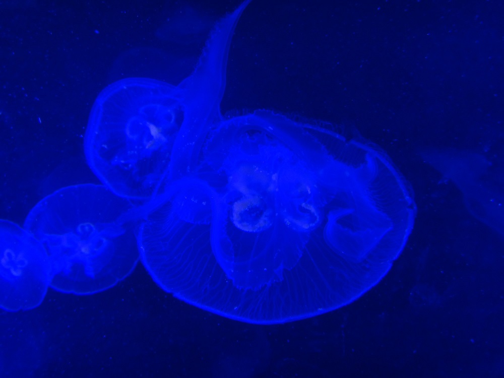 Newport Aquarium 2016