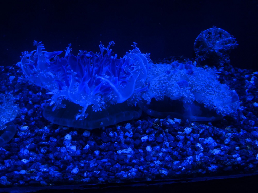 Newport Aquarium 2016