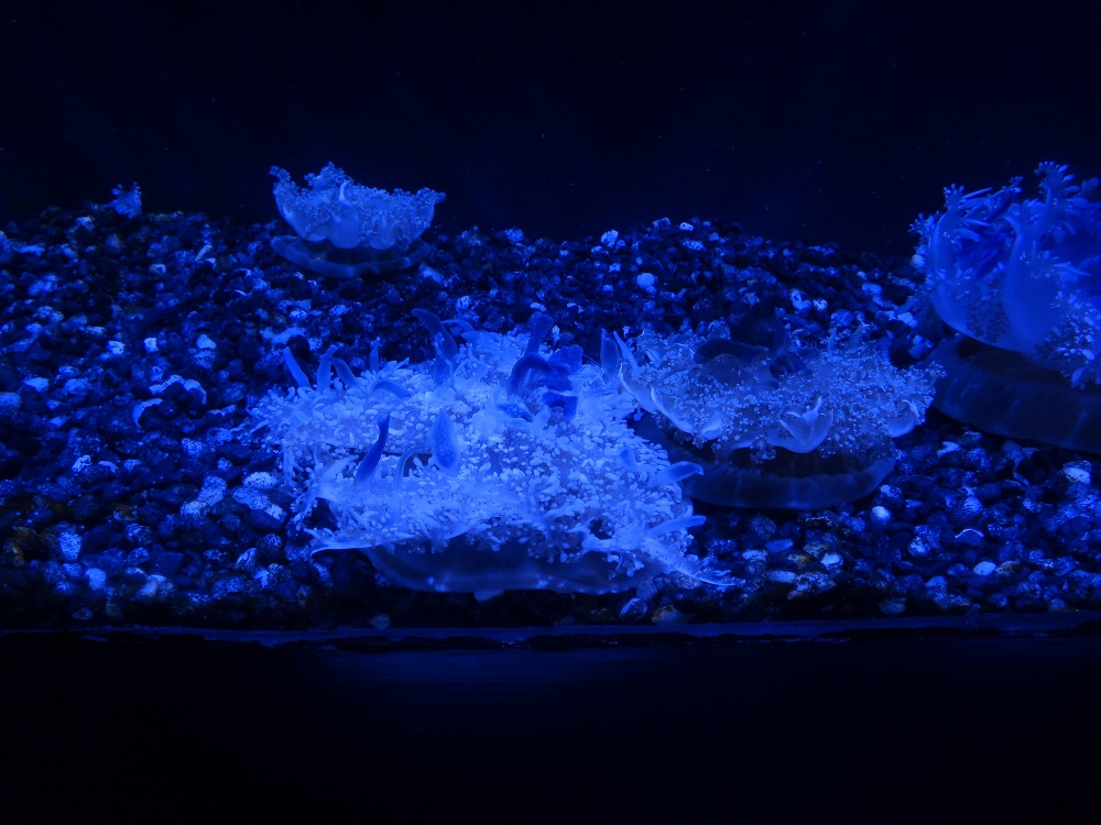 Newport Aquarium 2016