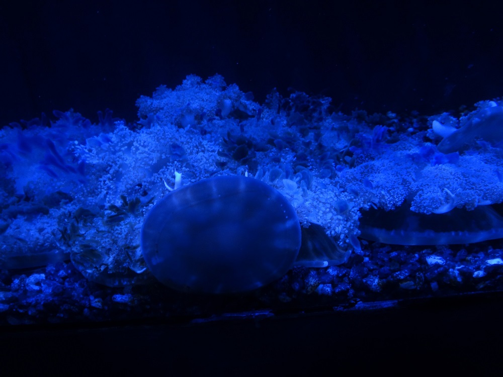 Newport Aquarium 2016