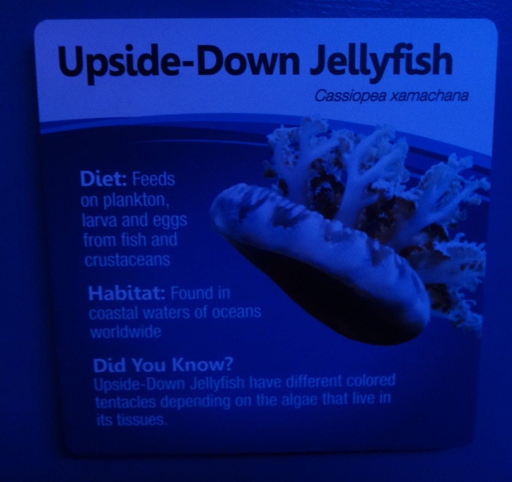 Newport Aquarium 2016