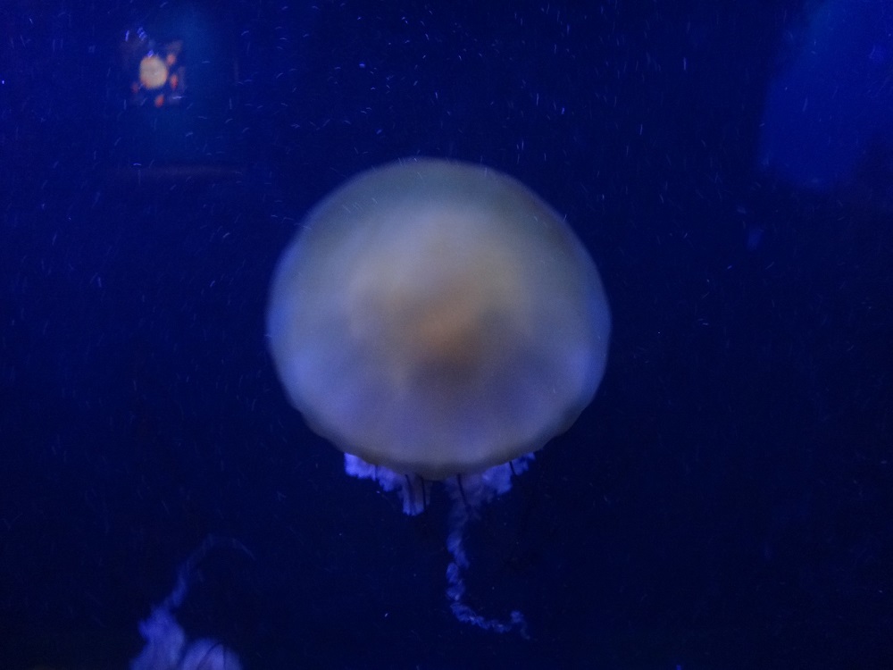 Newport Aquarium 2016