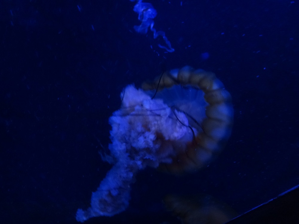 Newport Aquarium 2016