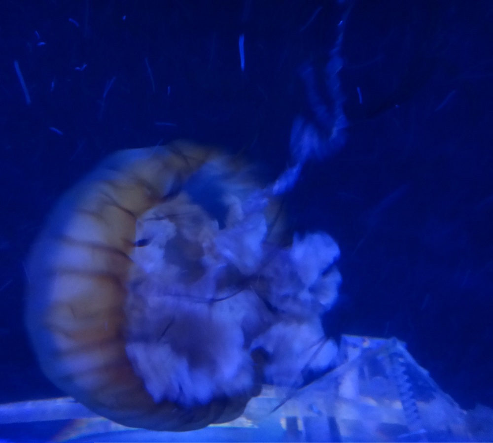 Newport Aquarium 2016