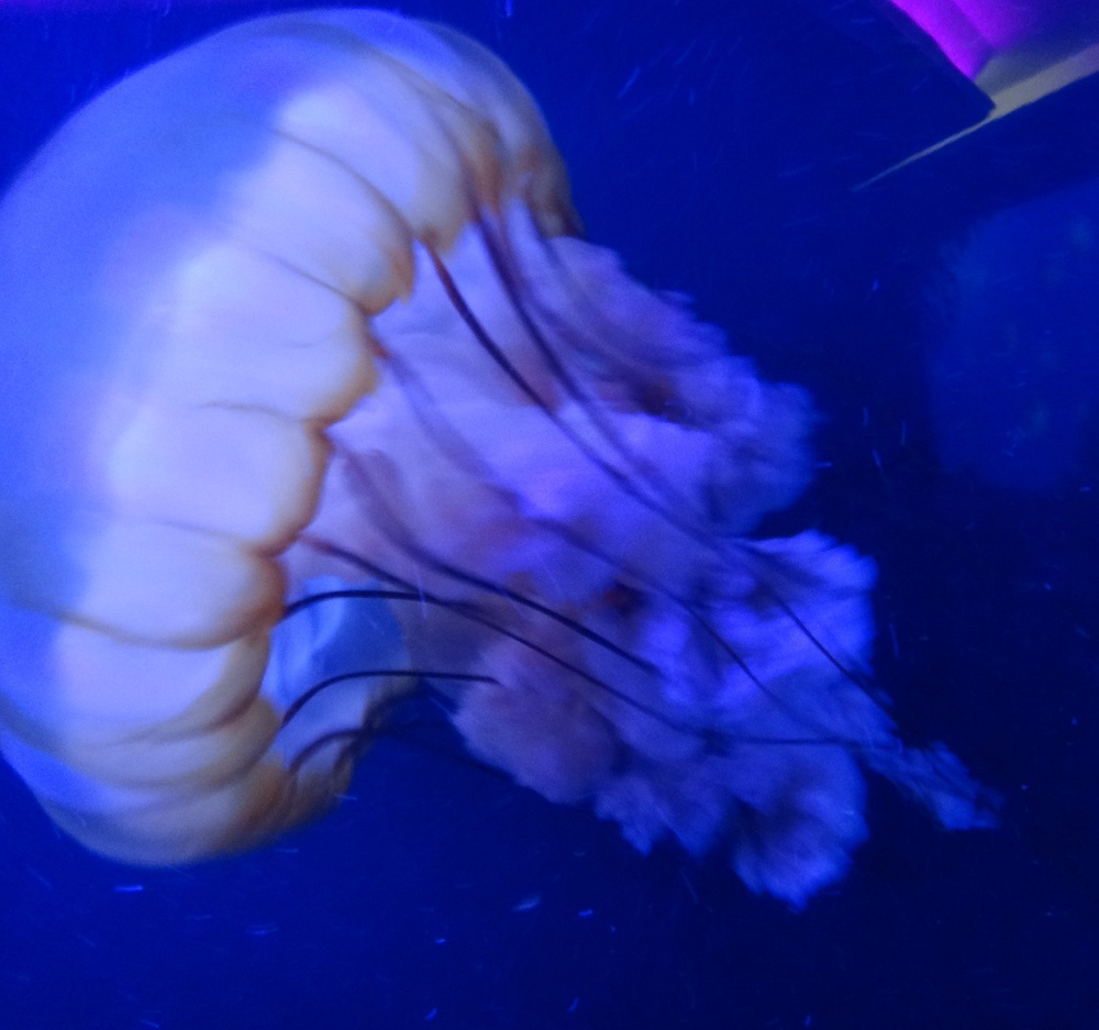 Newport Aquarium 2016