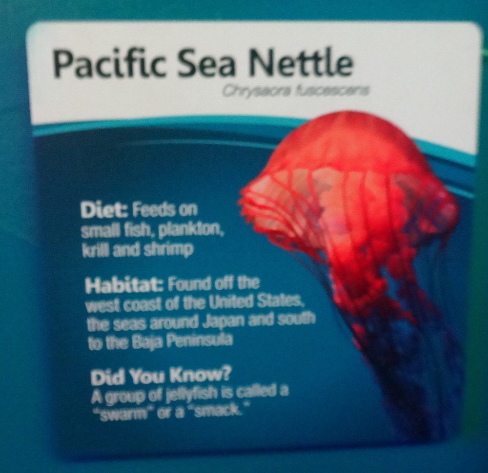 Newport Aquarium 2016