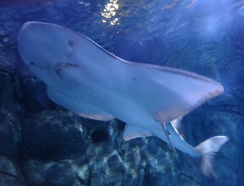 Newport Aquarium 2016