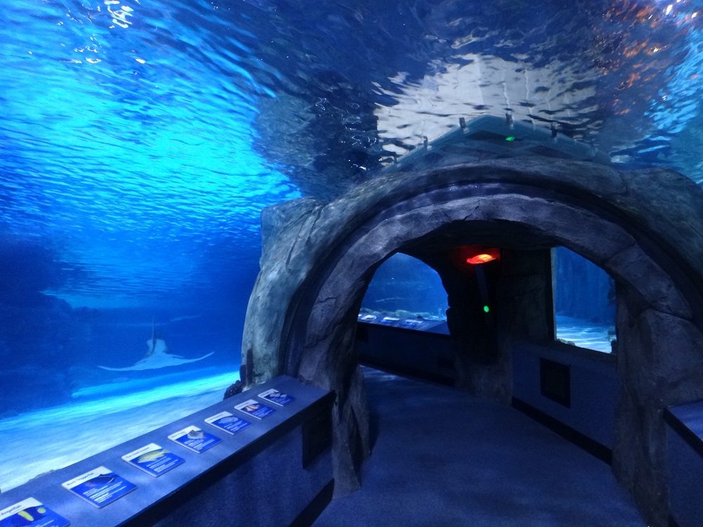 Newport Aquarium 2016