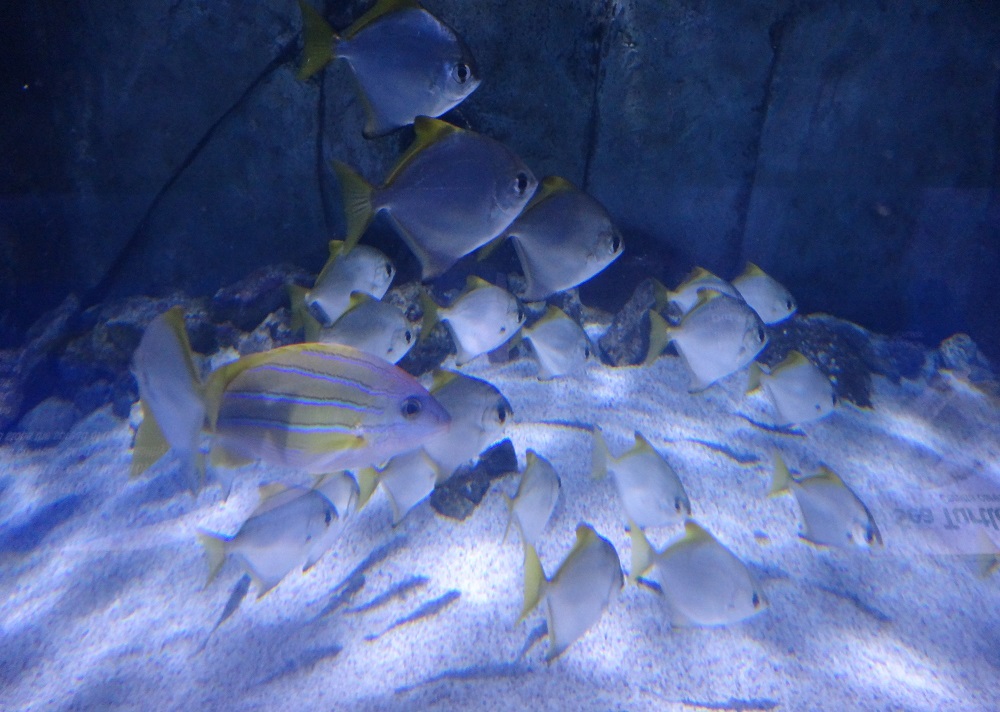 Newport Aquarium 2016