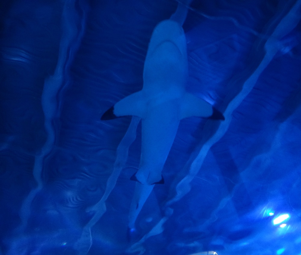 Newport Aquarium 2016