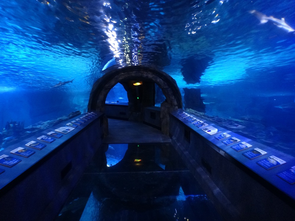 Newport Aquarium 2016